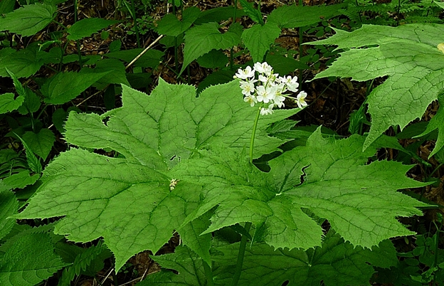 {Diphylleia cymosa}